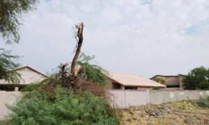 Broken tree leaning against a backyard fence after storm damage, illustrating the need for a boundary line survey